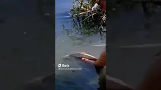 Карп на Днестре #fishing  #carp #carpfishing #monkey #рыбалка