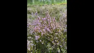 Повышение удоев молока у коров в стойловый период