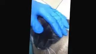 Кот Мишка