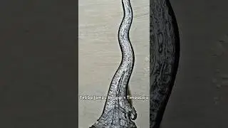 Keris terbaru di tahun 2023, Karya Panre Asse #shorts #shortvideo #short #shortsvideo