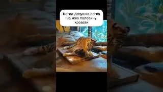 Когда девушка легла на мою половину кровати #dutiap #отношения #прикол #юмор #жиза