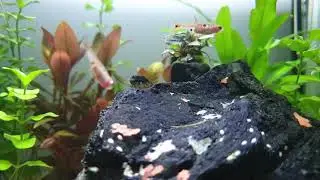 Neocaridina Garnelen, Military Helmet Rennschnecke und Boraras naevus. Garnelen, fische beim füttern