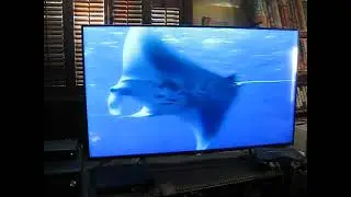 Ocean Documentary's Manta Ray on TV