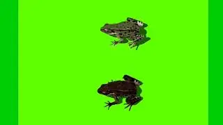Frog! Green screen video! Copyright free!!