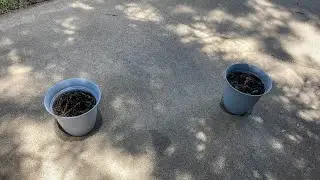 Basil’s new life 🌿