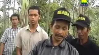 Teknik Budidaya Sengon Cepat Panen dengan NASA