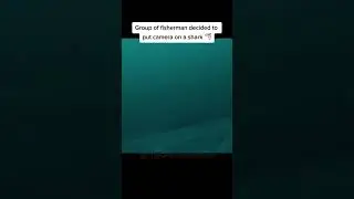 Proof that Mermaid Actually Exist #shorts