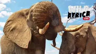 Watch Wild Animals In Africa - Wild Africa LIVE