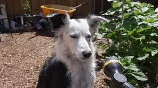 Dog Attacks Hose...in Slow Motion!