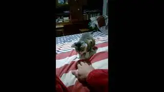 Натаскивание "охотничьей кошки"