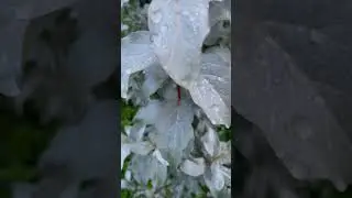 Под дождем😊 