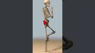 How the Gluteus Medius Stabilizes Your Body During Hip Abduction | Hip Abduction Exercise Tips