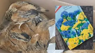 Жизнь налаживается...кур продала, цыплят переселили, теплицу почистили, цветы посеяла 👍