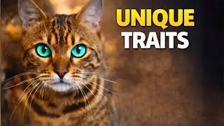This video might make you want a Bengal Cat