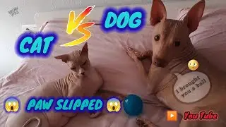 Cat vs Dog