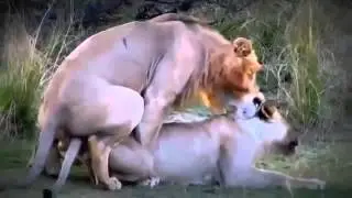 Animals Having Sex Breeding Reproducing Leones Follando Lions Mating ~ Best Funny Animals 2014 You