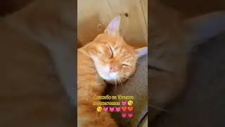 Милашка😘💓 Музыка Автора @simb