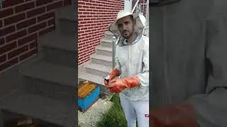 bleta tu lshu 2018