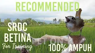 Bird Singing (SRDC Betina Galak): Suara Burung Berkualitas untuk pemasteran / Training