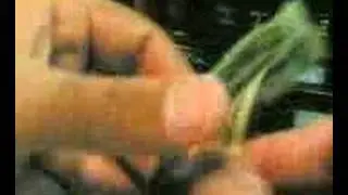 USA DOLLAR HIDDEN SECRET