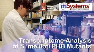 Transcriptome Analysis of S. meliloti PHB Mutants - mSystems®
