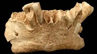 Groundbreaking Discovery: 850,000-Year-Old Human Ancestor Found! | Ancient European Mystery Solved?