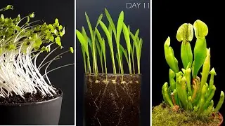 Plant time lapse compilation 6  