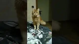 дратути 🥺❤  #beautiful #cute #cute #cutecat #cat #kawaii #mainecoonkitten #мейнкун #кошка