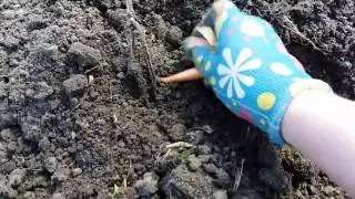 Садим лук с морковью