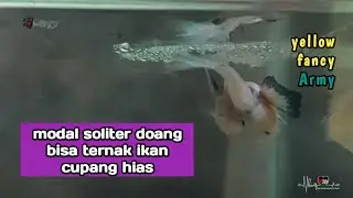 breeding cupang hias menggunakan soliter begini caranya