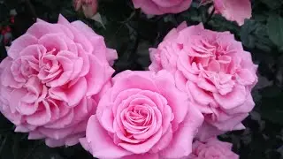 Эшли, Гранд Отель и др. зажигают!
