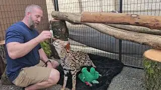 Gary the Serval