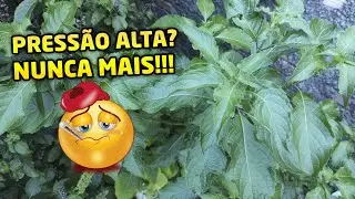 ✅ [ALFAVACÃO] Resolve pressão alta, doenças do coração e todos os sintomas gripais