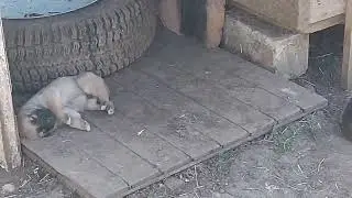 2024 6 2 Щенки спят
