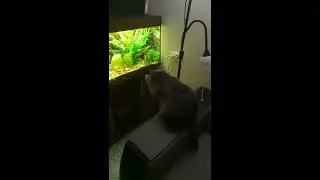 # Shorts _Cat and my tank 3