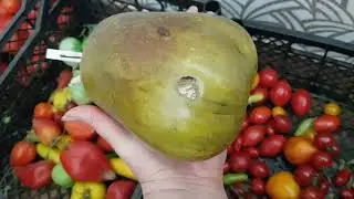 Баклажаны рулят осенью. 29.10.24