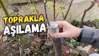 Toprakla Yarma Aşı Yapımı