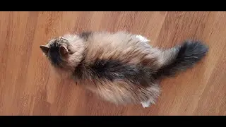 Кот умывается 