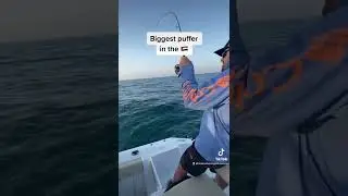 Biggest Puffer Fish ever caught in Dubai, UAE 🇦🇪