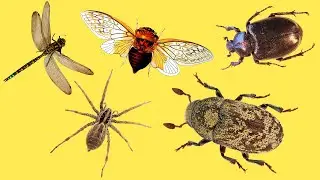 НАСЕКОМЫЕ для детей | Учим и угадываем насекомых | Учим названия и их звуки для малышей