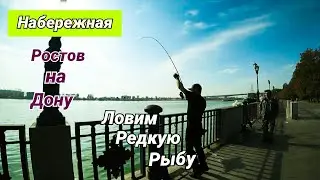 Клёвая Рыбалка на Набережной Ростова на Дону. Впервые Поймал Такую Рыбу. Топовая Наживка.