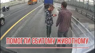 Помогли сбитому животному 🐈‍⬛