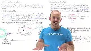Regulation of cholesterol synthesis