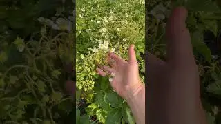Пенелопа. Саженцы Вацап +79035830612