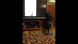 Puppy watches her own video