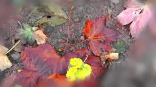 Durutti Column - Goodbye