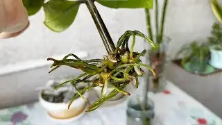 Замиокулькас! Размножение веточкой | Пересадка из воды в грунт.