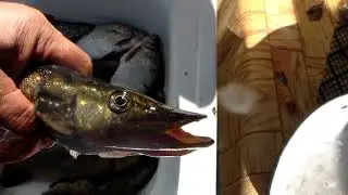 Хорошая рыбалка, хорошая погода.