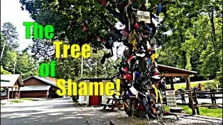 The Tree of Shame!