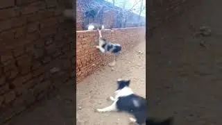 Котонокаут наглому псу!